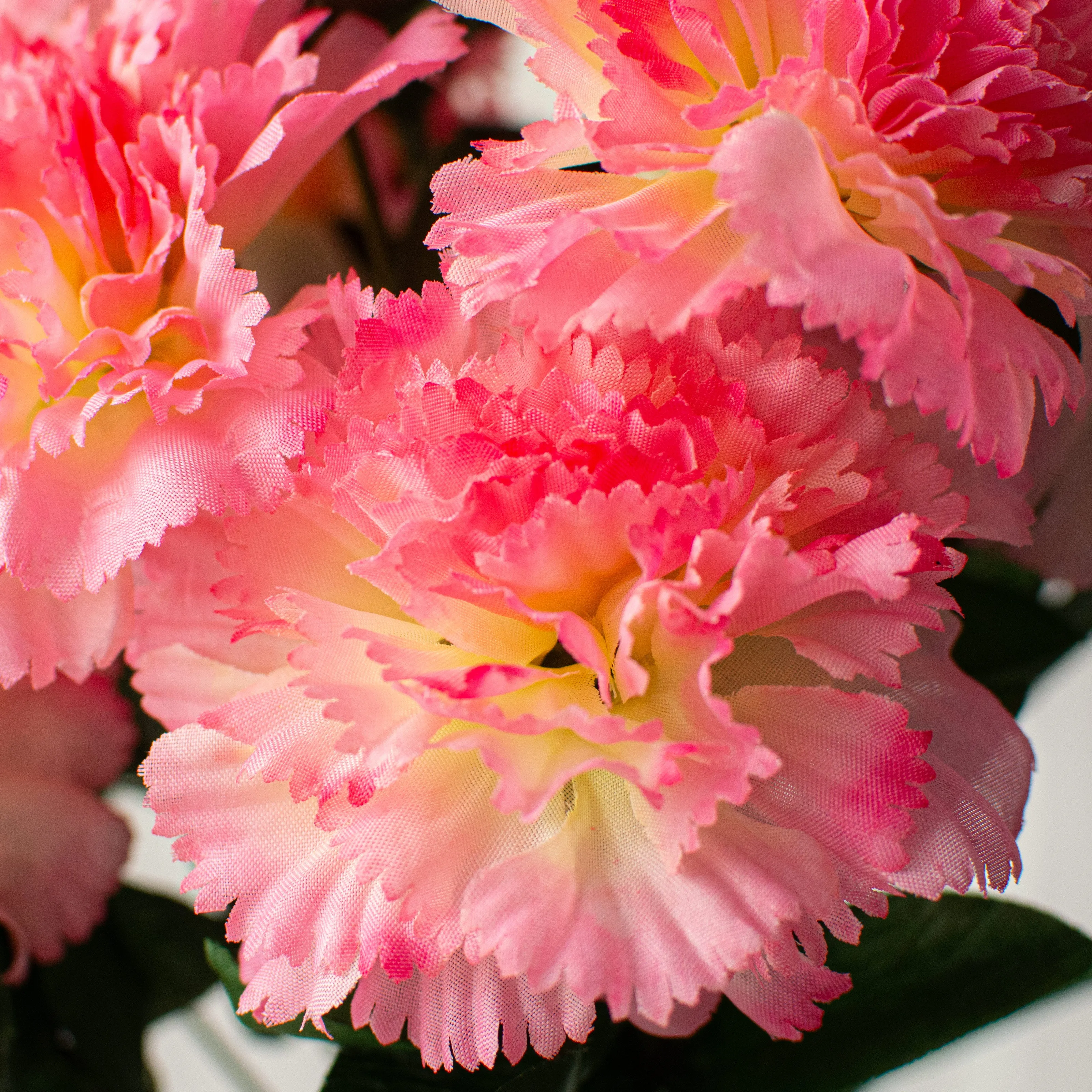 17" Colorfast Carnation Bush: Pink